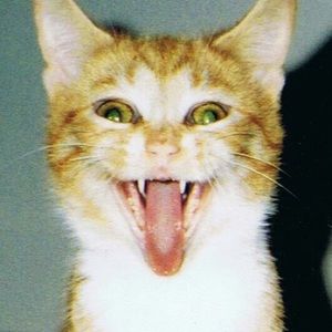 Meet your Posher, Carmen